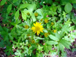 Yellow Daisy Yellow Daisy